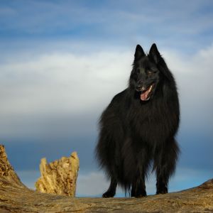 c87-Belgian Sheepdog on a log.jpg